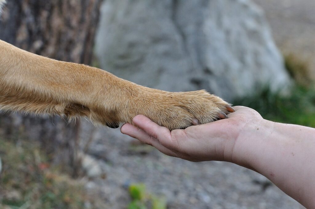 Dogoterapia