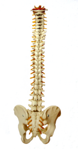 dyskopatia mobilemed